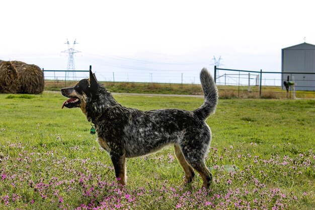 Vue latérale d'un chien de bétail australien debout sur le champ contre le ciel