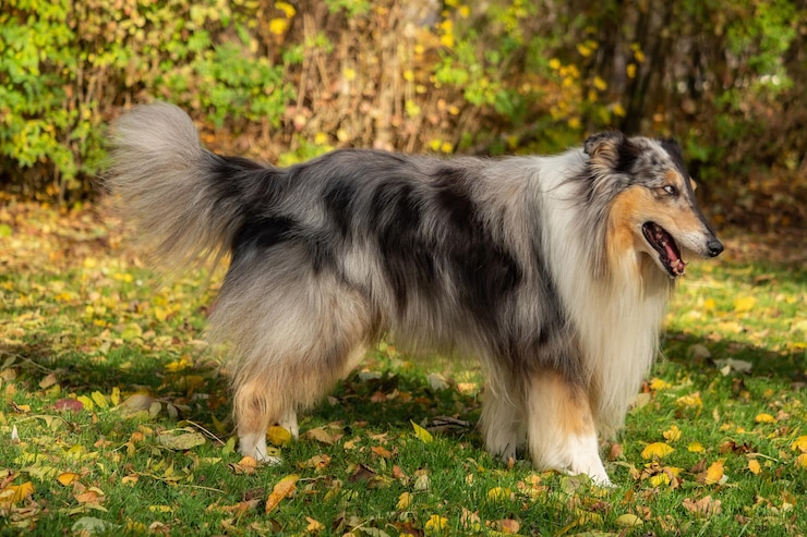 Photo vue latérale d'un chien debout sur le terrain