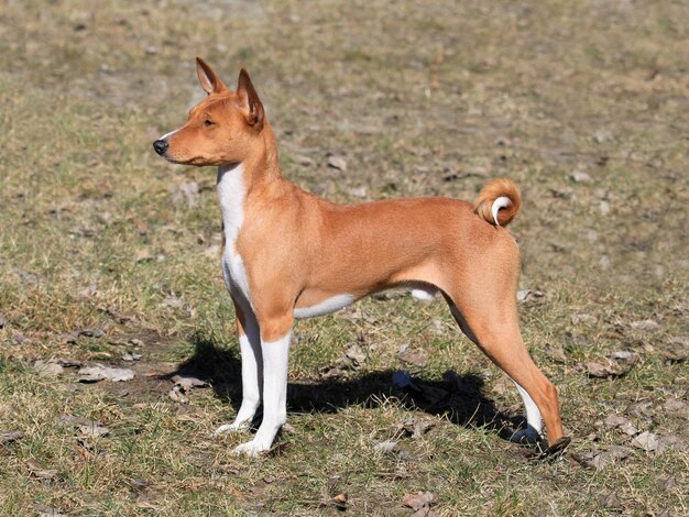 Vue latérale d'un chien détournant son regard sur le champ