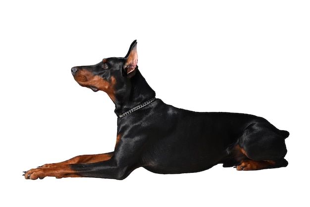 Vue latérale d'un chien sur fond blanc