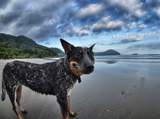 Vue latérale d'un chien sur la plage