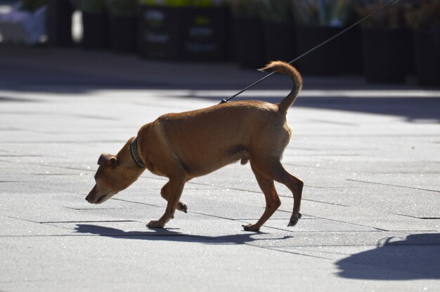 Vue latérale d'un chien qui marche sur un sentier