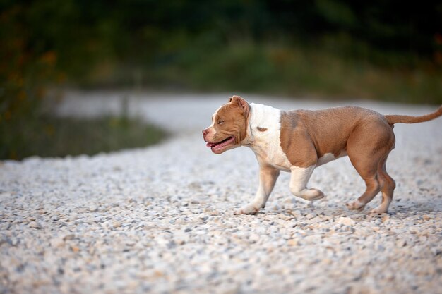 Vue latérale d'un chien sur terre