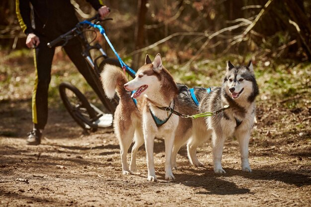 Vue latérale de chiens qui courent sur le champ