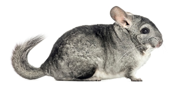 Vue latérale d'un Chinchilla, isolé sur blanc