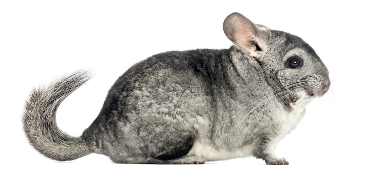 Photo vue latérale d'un chinchilla, isolé sur blanc