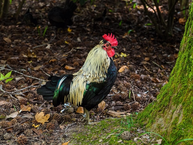 Vue latérale d'un coq près d'un arbre