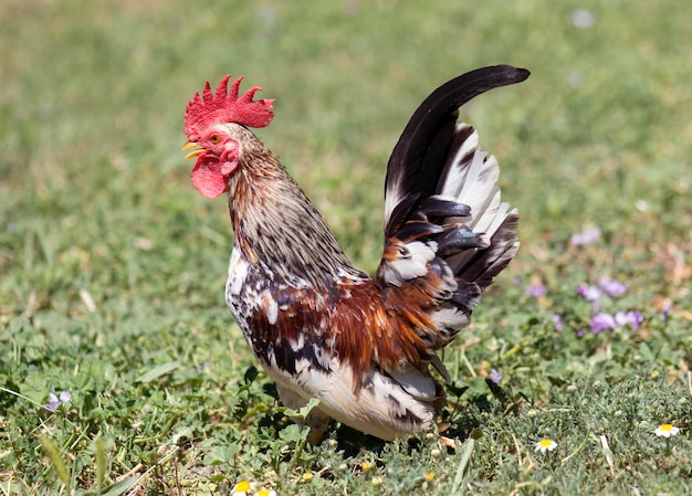 Photo vue latérale d'un coq sur terre