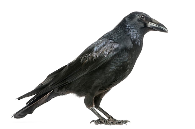 Photo vue latérale d'une corneille noire corvus corone isolée sur blanc