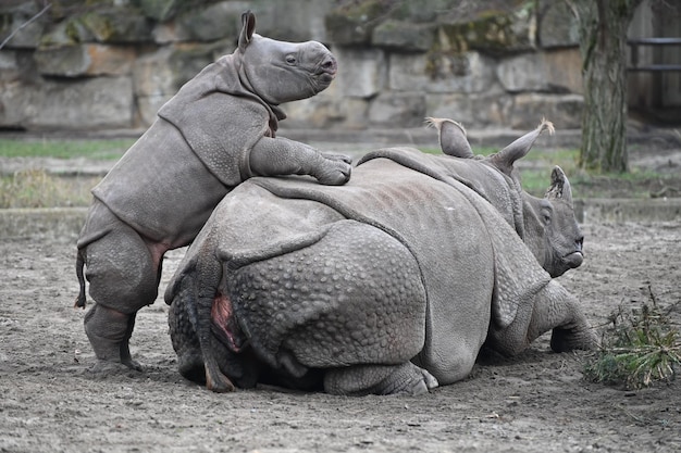 Photo vue latérale de deux animaux dans le zoo