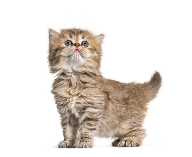 Vue latérale du chaton British longhair jusqu'à