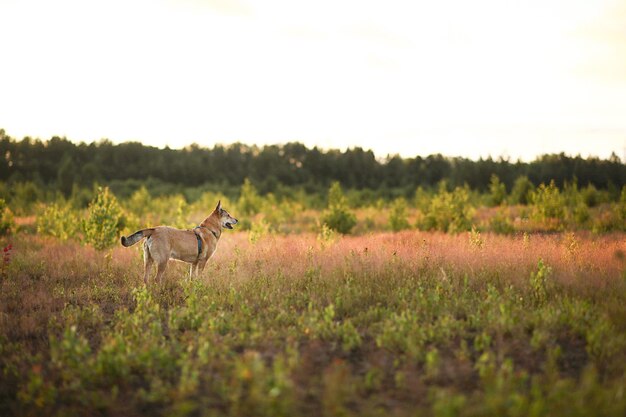 Vue latérale du chien dingo debout dans un pré herbeux vert pendant le crépuscule dans la campagne estivale