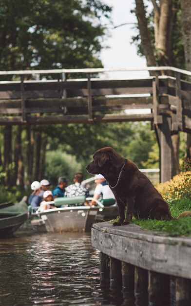 Photo vue latérale du chien par le canal