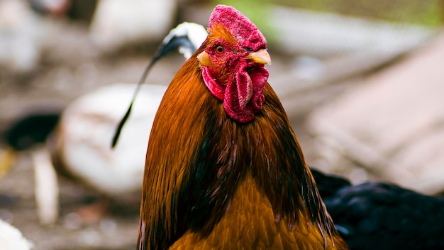 Vue latérale du coq rouge vif au plumage brun et au bec pointu debout sur un arrière-plan flou