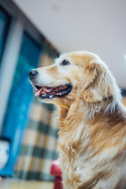 Vue latérale du golden retriever à la maison