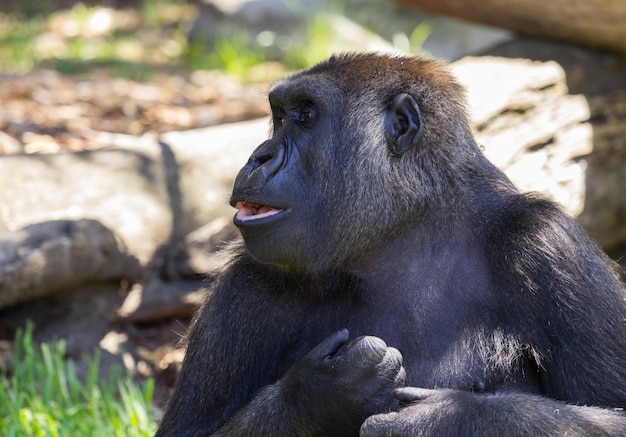 Vue latérale du gorille au zoo