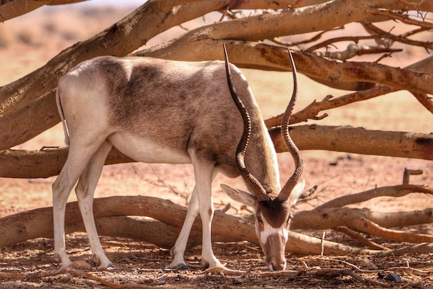 Vue latérale du kudu en plein air
