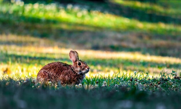 Photo vue latérale du lapin assis sur un champ herbeux