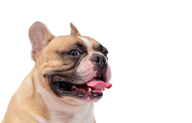 Vue latérale du mignon bouledogue français isolé sur fond blanc animal de compagnie et animal