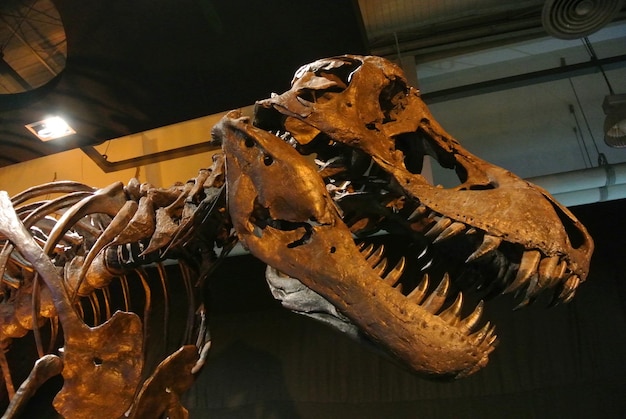 Vue latérale du squelette de dinosaure