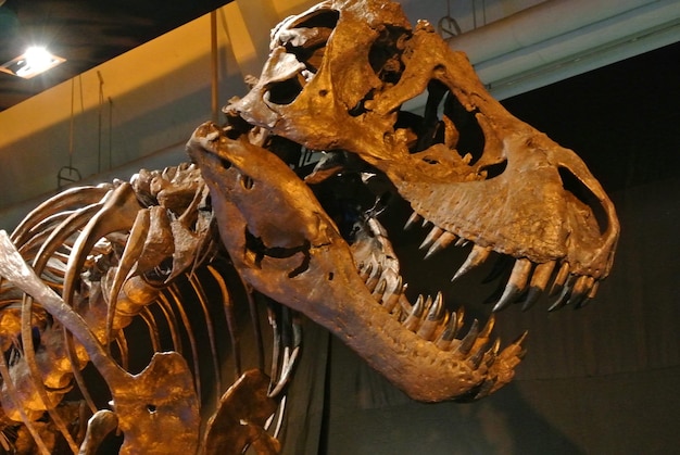 Vue latérale du squelette de dinosaure