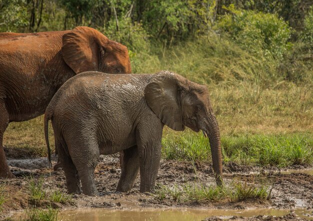 Photo vue latérale d'un éléphant dans la forêt