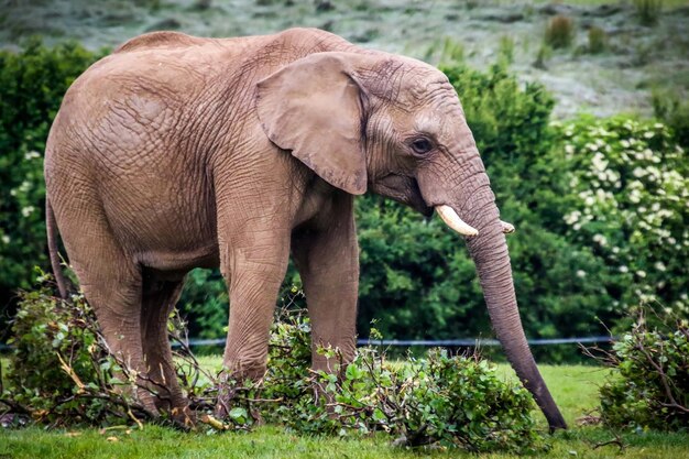 Photo vue latérale d'un éléphant debout contre des plantes