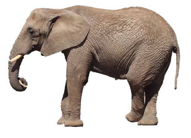 Vue latérale d'un éléphant debout sur un fond blanc