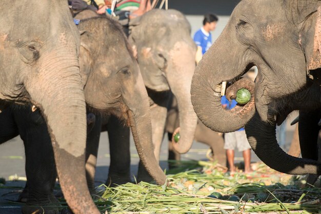 Photo vue latérale des éléphants