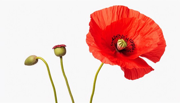 Vue latérale de l'élévation de la fleur de pavot isolée sur le blanc