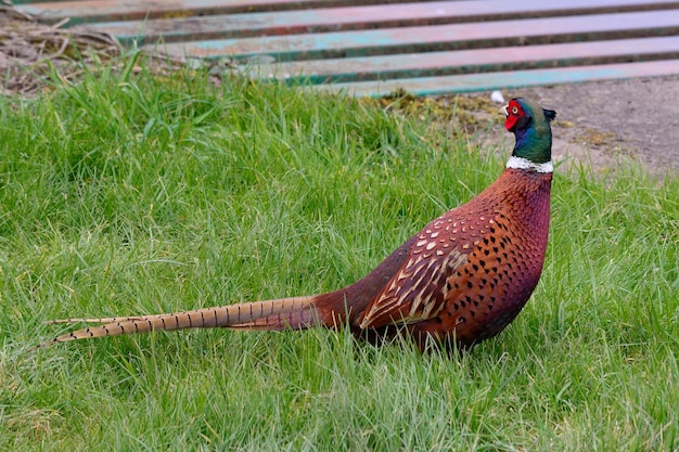 Photo vue latérale d'un faisan perché sur l'herbe