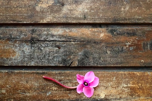 Vue latérale de la fleur de cyclamen sur fond de bois minable Une fleur à cinq pétales Tige sans feuilles Espace de copie Belle carte florale avec cyclamen Style pastoral rustique provence française