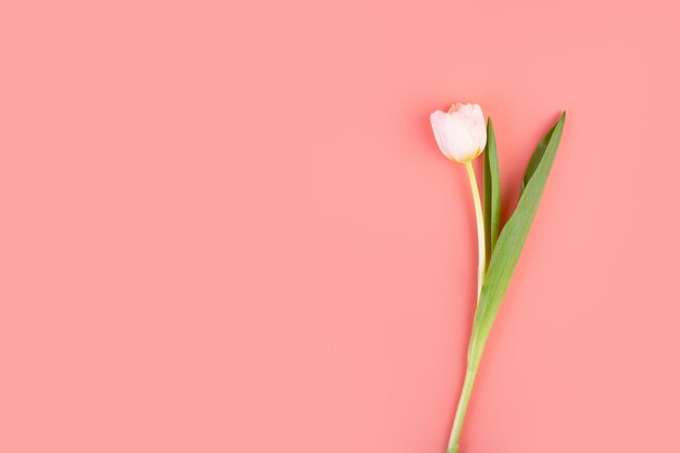 Vue latérale de la fleur de tulipe blanche unique Belle tige de fleur de tulipe blanche avec des feuilles fond rose