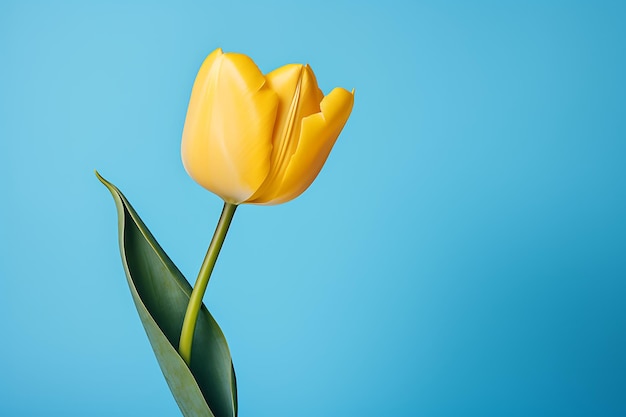 Vue latérale d'une fleur de tulipe de couleur jaune isolée sur une table bleue