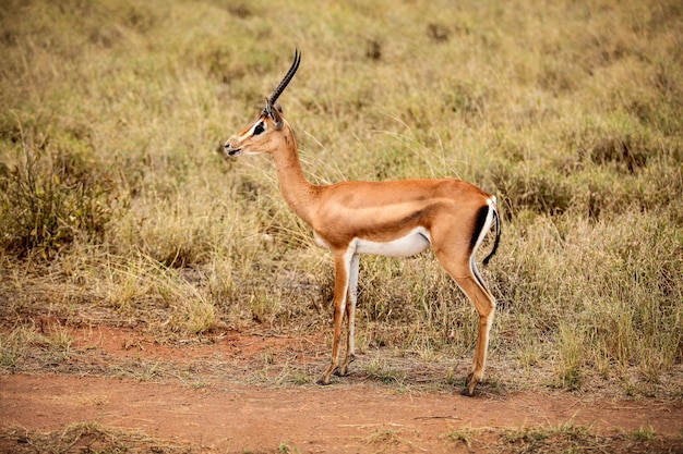 Vue latérale de la gazelle de Grant (Nanger granti). Parc national de Tsavo Est, Kenya
