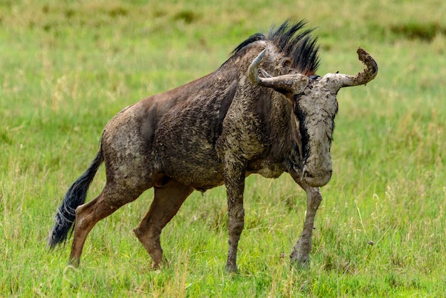 Vue latérale d'un gnu sur le champ