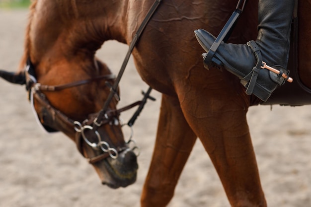 Vue latérale gros plan d'un cheval alezan dans un harnais avec une cavalière jockey dans un casque de chapeau et un uniforme blanc avec une pile de brides et des bottes