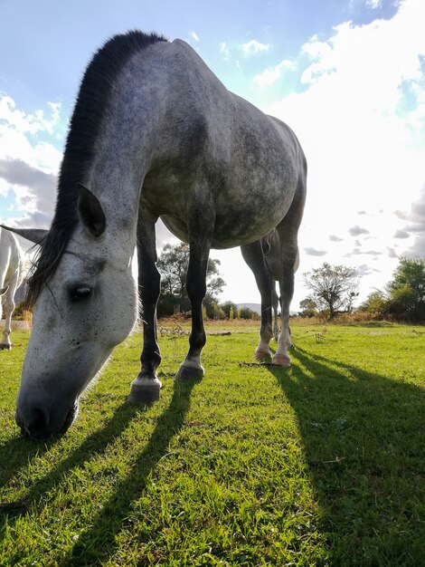 Vue latérale Gros plan du beau cheval gris blanc broutant dans un pré et mangeant de l'herbe dans un champ vert