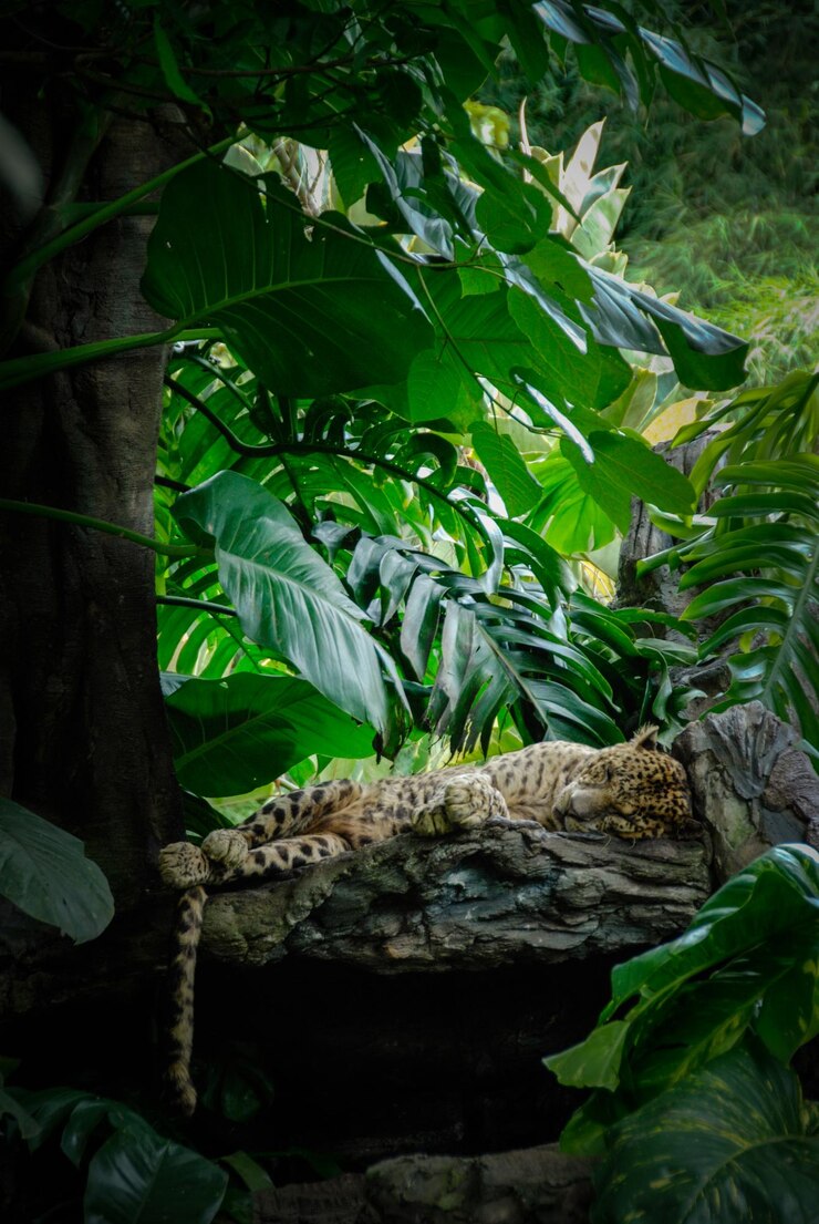 Photo vue latérale d'un guépard dormant sur une branche