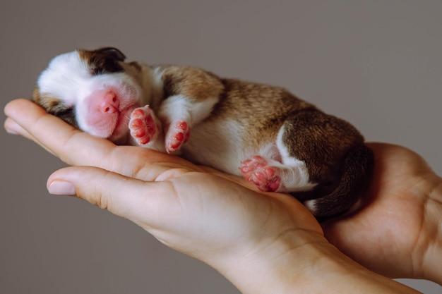 Vue latérale de l'incroyable chiot de deux mois de chien corgi gallois pembroke se détendre sur le côté sur les mains d'une femme méconnaissable