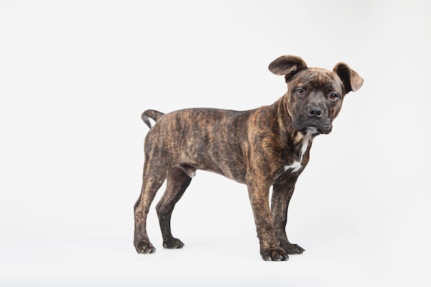 Vue latérale d'un jeune chiot Stanford américain debout regardant la caméra