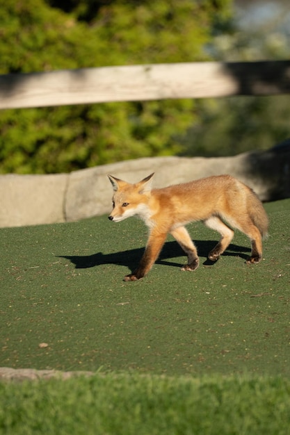 Vue latérale d'un kit de renard rouge en marche