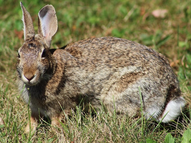 Photo vue latérale d'un lapin sur un champ herbeux