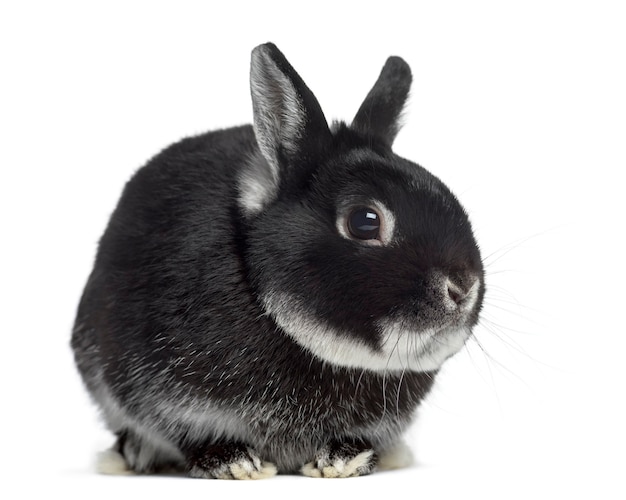 Vue latérale d'un lapin nain isolé sur blanc