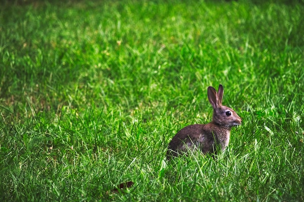 Vue latérale d'un lapin sur une prairie