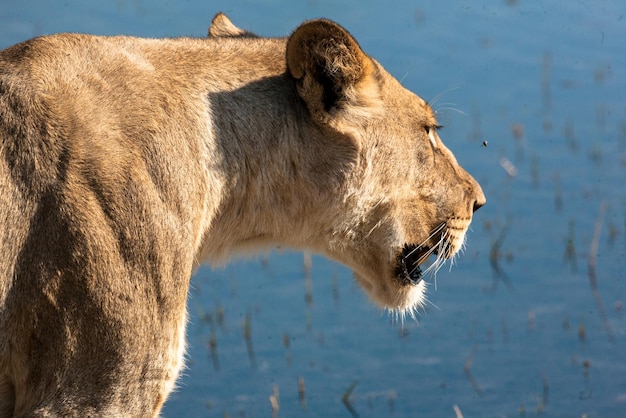 Vue latérale de la lionne par le lac
