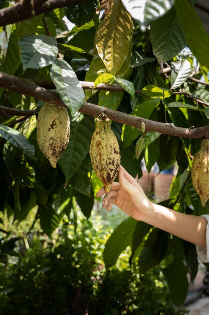 Vue latérale main touchant des fruits