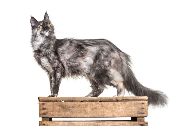 Vue latérale d'un Maine coon sur une boîte en bois, levant les yeux