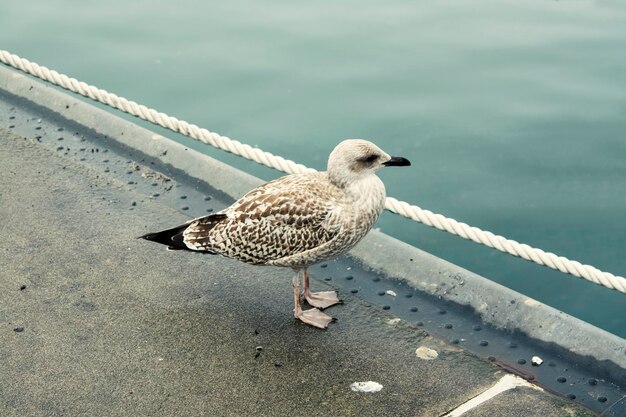 Photo vue latérale d'une mouette sur un sentier en mer