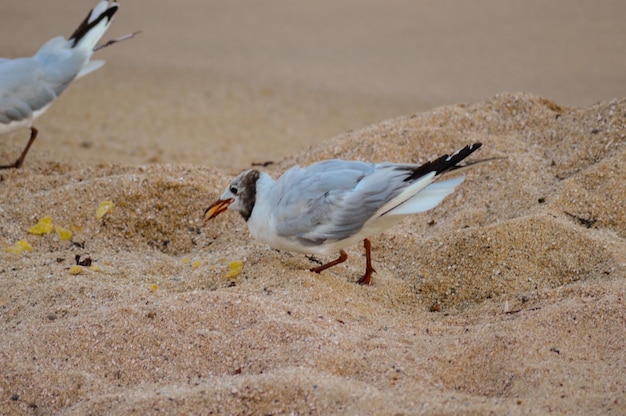 Photo vue latérale des mouettes sur la plage